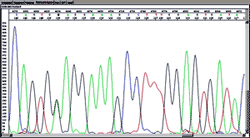 ESTUDIO ADN MITOCONDRIAL estudio adn mitocondrial: